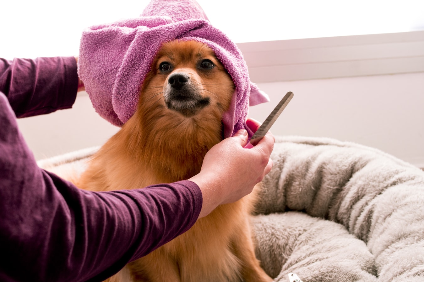 dog shedding